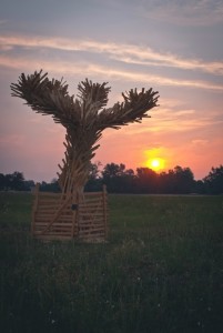 Jove Albero di Legno